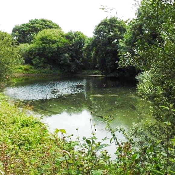 Cudlic Camping in Pembrokeshire - a Greener Camping Club site.