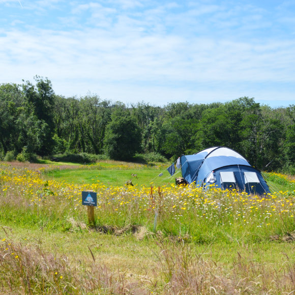 Camping in a wildflower meadow in Pembrokeshire