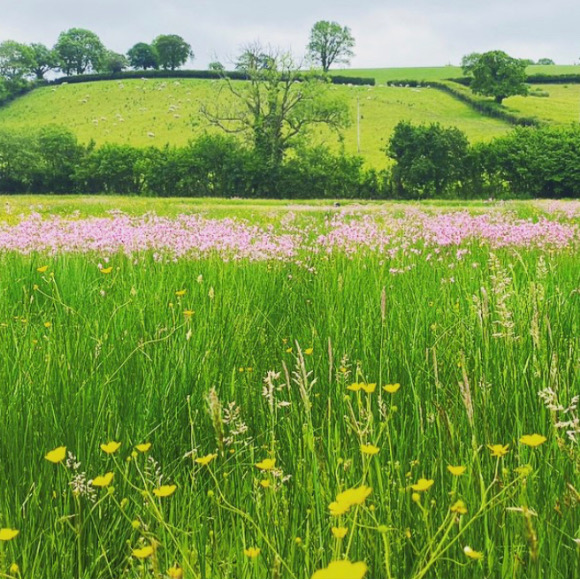 Camping at Tireithin Meadow in Carmarthenshire.