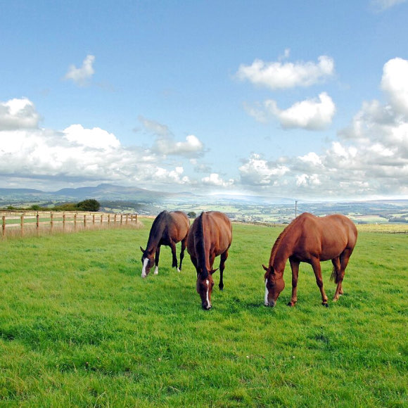 Whinney Hillm~Farm Camping - a peaceful green space campsite that gives back to nature and animals.
