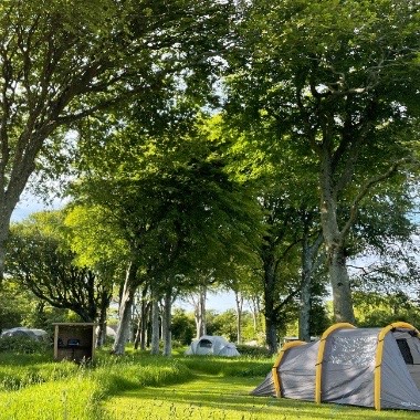 Camping under the trees in Pembrokeshire.
