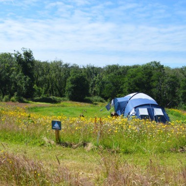 Camping in a wildflower meadow in Pembrokeshire.