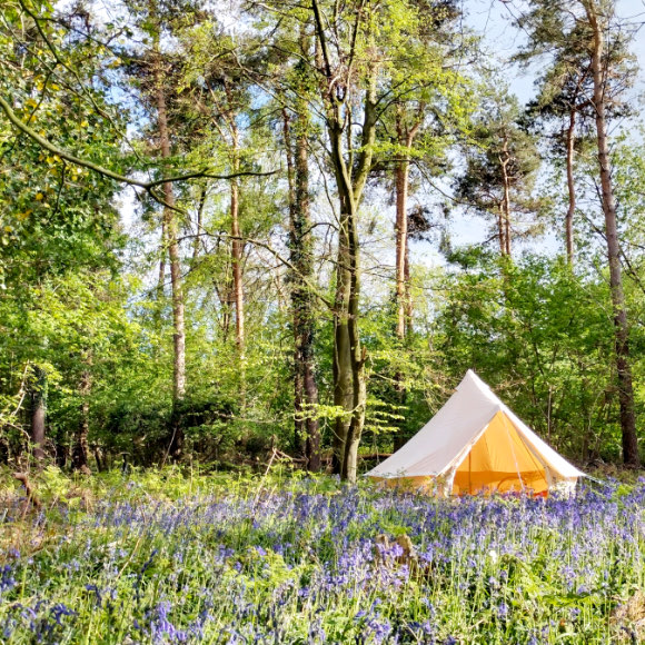 Oakwood West Camping, Sussex - The Greener Camping Club - Main photo